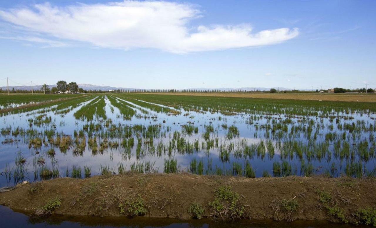 Mi Apartamento En El Delta Del Ebro+ Deltebre Exterior photo